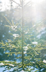 Winter forest in Seefeld, Austria