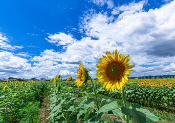 真夏の青空と満開のひまわり