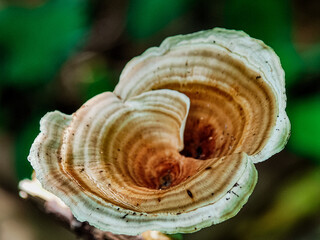 The view of a mushroom called microporus, this type of mushroom is easy for us to find, Indonesia