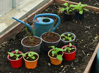 Still life with seedlings and sprouts of vegetables and flowers plants in pots with watering can in greenhouse, gardening and farming concept. Vintage background