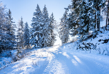 Obraz premium Winter forest in Seefeld, Austria