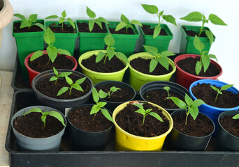 Still life with seedlings and sprouts of pepper vegetable plants in colorful pots in greenhouse, gardening and farming concept. Vintage background