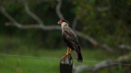 Crested Caracara