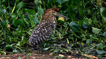 Tiger Heron