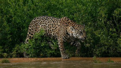Jaguar