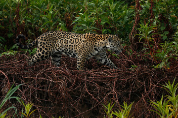 Jaguar