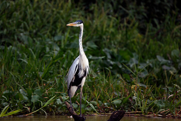 Grey heron