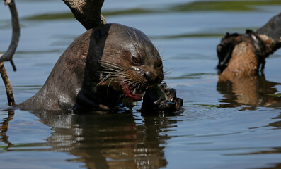 Fototapeta premium Giant river otter