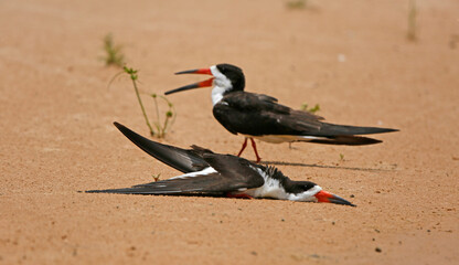 Skimmers