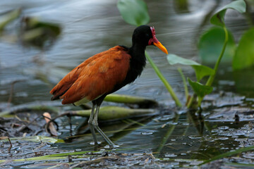 Jacana