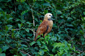 Black collared eagle