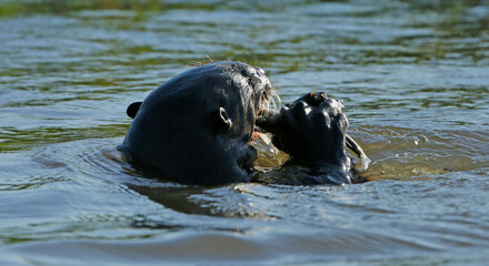 Giant river otter
