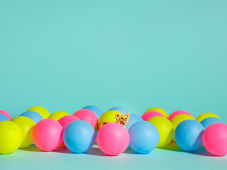 ilustracja / plastikowe lwiątko wśród kolorowych piłeczek © otwarte