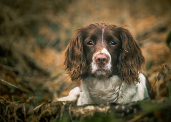 english springer spaniel