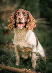 english springer spaniel