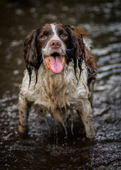 dog in water
