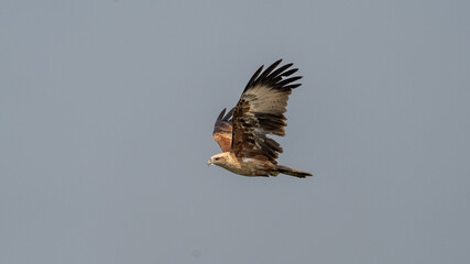 The brahminy kite (Haliastur indus)