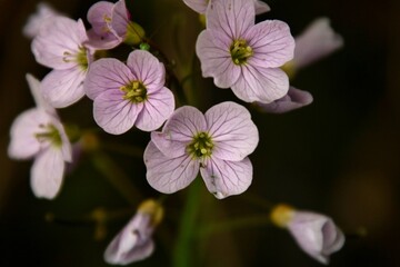Fleurs des bois au printemps.