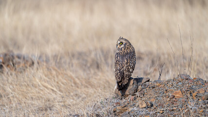 The short-eared owl (Asio flammeus)