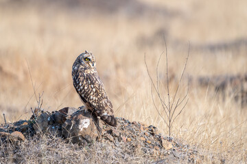 The short-eared owl (Asio flammeus)