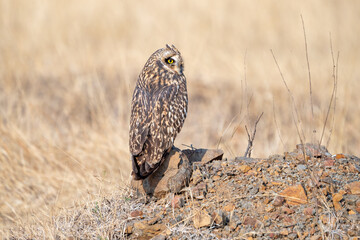The short-eared owl (Asio flammeus)