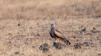 Black-eared Kite