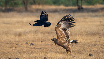 The steppe eagle (Aquila nipalensis)
