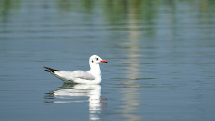 brown-headed gull (Chroicocephalus brunnicephalus)