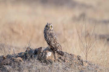 The short-eared owl (Asio flammeus)