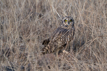 The short-eared owl (Asio flammeus)