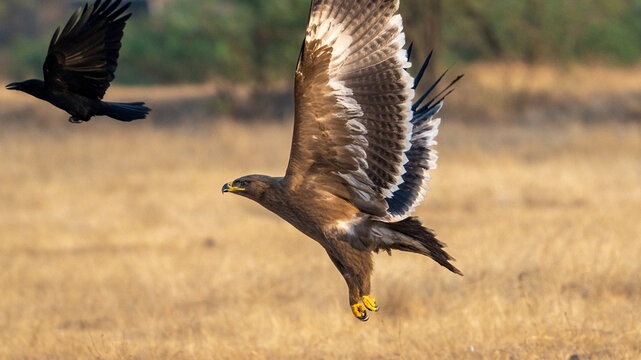 The steppe eagle (Aquila nipalensis)