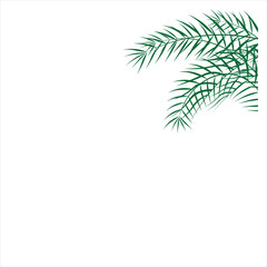 Leaf Palm Green