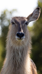 Waterbuck ewe with only one ear