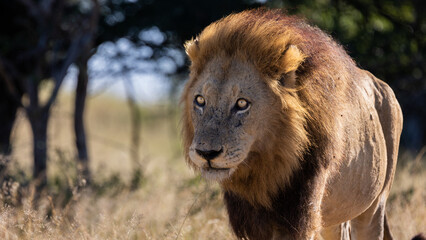 Mature black mane lion in the wild