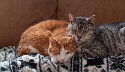 くつろぐ二匹の猫