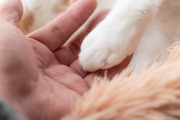 猫の手と人の手