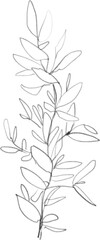 Branch with leaves sketch, botanical lineart illustration