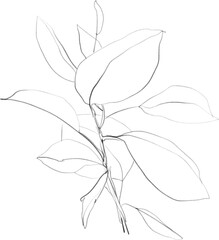 Obraz premium Branch with leaves sketch, botanical lineart illustration