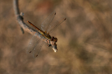 Blutrote Heidelibelle (Sympetrum sanguineum) Weibchen	