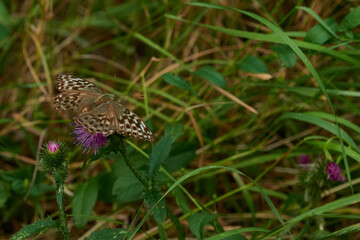 Argynnis paphia f. valesina - Kaisermantel, Weibchen	