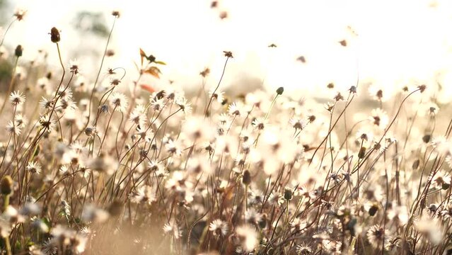 Nature illustration vector: flying dust color splash silhouette, texture grass field pattern design