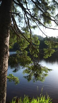 Vertical shot of a lake in the forest