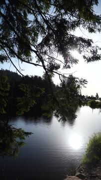 Vertical shot of a lake in the forest with bright sun shining in the sky
