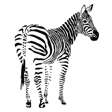 Zebra Art