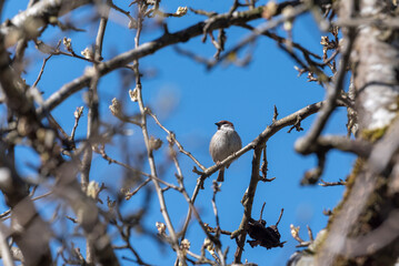 Fototapeta premium Sparrow bird on a blooming branch of a tree in Spring