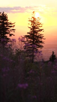 Vertical view of meadow flowers and pine tree silhouettes during the sunset