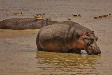 Nilpferde im  Wasser im Ngorogoro Krater