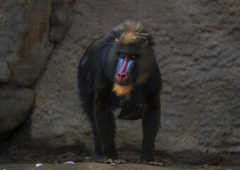 This image shows a wild mandrill monkey walking towards the viewer in moody lighting. 