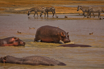 Nilpferde im  Wasser im Ngorogoro Krater