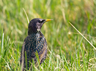 colorful starling
